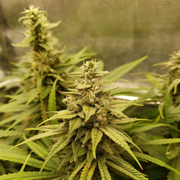 Насіння конопель Auto Amnesia Lemon Feminised Silver